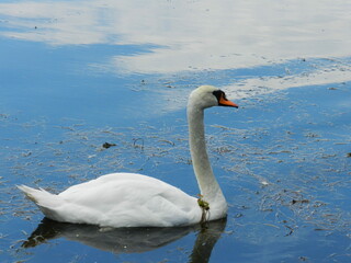 Plakat swan on the pond