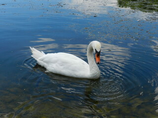 swan on the pond