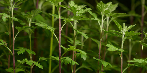 Floral background with fresh sprouts of flowers in spring season. Soft focus, low depth of field.