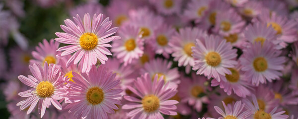 Bright floral background with pink chrysanthemum flowers in natural sunlight. Low depth of field, soft focus.