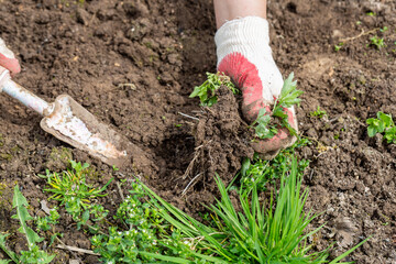 hands of gardener with weed in the vegetable garden 