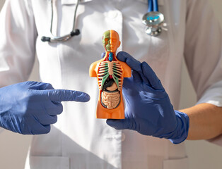 Doctor hand holding 3d human model with internal organs inside. Concept of medical care and health.