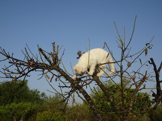 White Kitten in Almond Tree