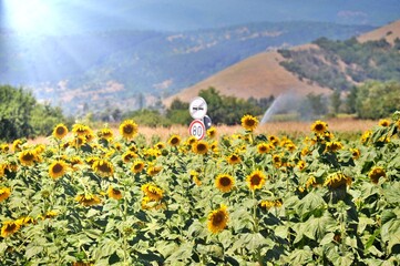 Golden sunflower in the field backlit by the rays of the setting sun.