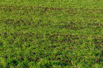 Background of the young wheat on field