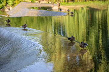 Ducks rest in shallow water on a concrete dam in the middle of a river in a summer city park
