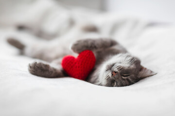 Fototapeta na wymiar cute striped kitten sleeps on a white bed with a red knitted heart in small paws