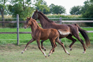 mare and foal