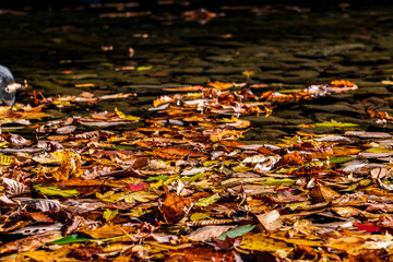 【東京都】奥多摩の紅葉風景	