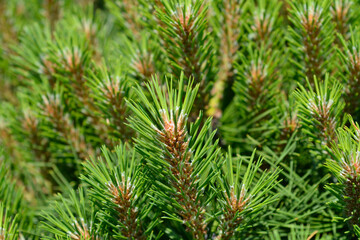 Dwarf black pine Pierrick Bregeon