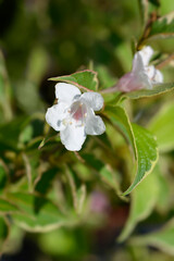 Variegated Weigela