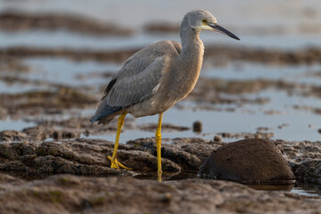 White-faced heron