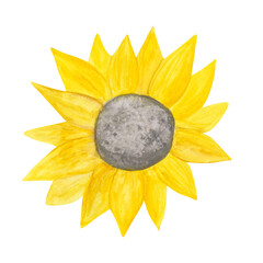 Sunflower is isolated on a white background. Watercolor yellow flower clipart. Hand-drawn sunflower illustration. A bright floral object for your design. Blossom of sunflower.