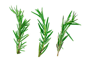 Rosemary isolated on white background