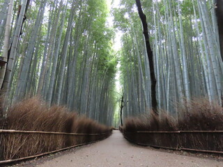 京都の風景と花々