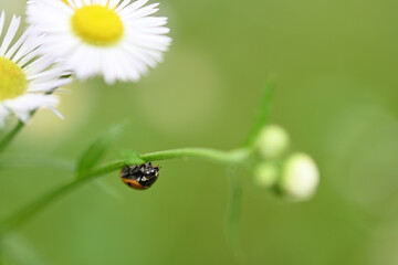 Ladybug on Philadelphia fleabane is hanging upside down.