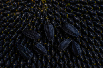 Sunflower oil and sunflower seeds.