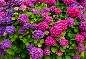 Hortensie Hydrangea Garten Blumen Busch farben bunt Blütenstände Pracht intensiv blau lila pink...