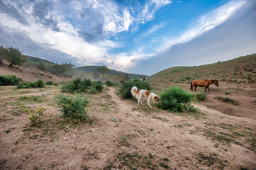Horses and dogs on the prairie