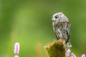 Very rare Eurasian Scops Owl (Otus scops) sitting on a tree trunk in a green field, portrait. Beautiful green bokeh, shallow depth of field.