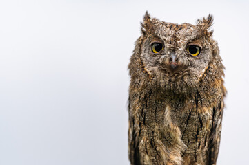 A very rare Eurasian Scops Owl (Otus scops), close-up portrait, isolated on white background.