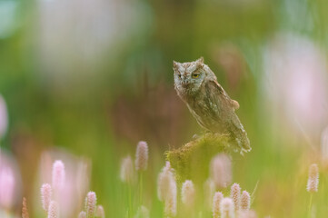A very rare Eurasian Scops Owl (Otus scops) sitting on a tree trunk in a flowering meadow. Beautiful green bokeh, shallow depth of field.