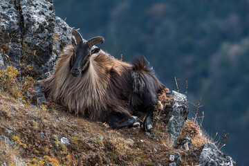 Nepalese mountain goat female