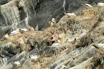 Northern gannet and plastic bird nests