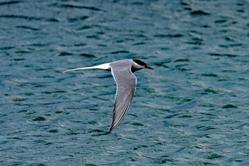 A tern scouting for prey