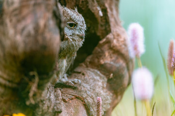 A very rare Eurasian Scops Owl (Otus scops) looking out of a hole in a tree trunk. Around blooming meadow, beautiful colorful bokeh.
