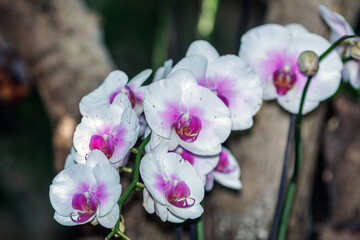 Group of white purple orchid flowers