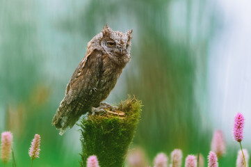 A very rare Eurasian Scops Owl (Otus scops) sitting on a tree trunk in a flowering meadow. Beautiful green bokeh, shallow depth of field.