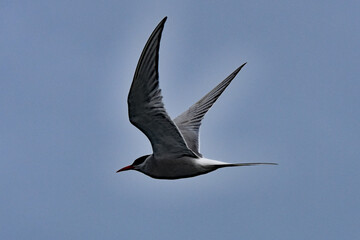 A tern in flight