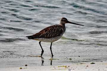 Common greenshank struts the beach