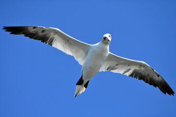 Gannet looking sceptic towards photographer