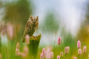 A very rare Eurasian Scops Owl (Otus scops) sitting on a tree trunk in a flowering meadow. Beautiful green bokeh, shallow depth of field.