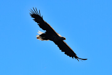 White-tailed eagle in sliding flight