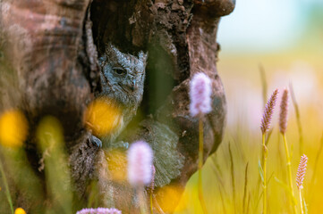 A very rare Eurasian Scops Owl (Otus scops) looking out of a hole in a tree trunk. Around blooming meadow, beautiful colorful bokeh.