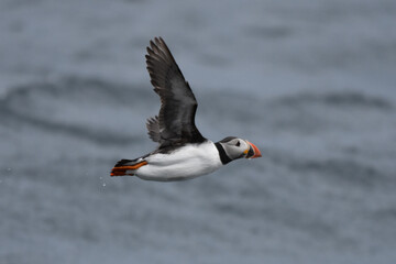 Puffin in flight