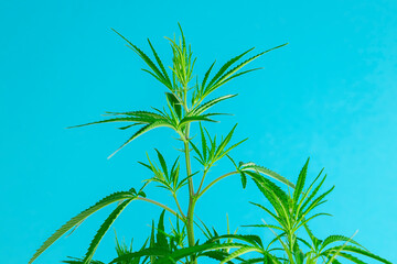 Hemp or cannabis on a blue sky background close up.
