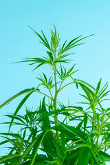 Hemp or cannabis on a blue sky background close up.