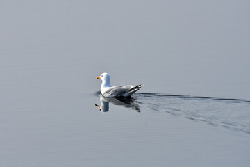Seagull peacfully swimming