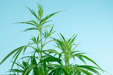 Hemp or cannabis on a blue sky background close up.