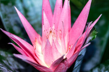 pink flower similar to the water lily flower