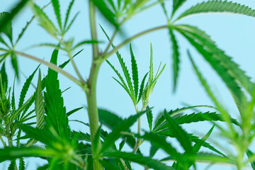 Hemp or cannabis on a blue sky background close up.