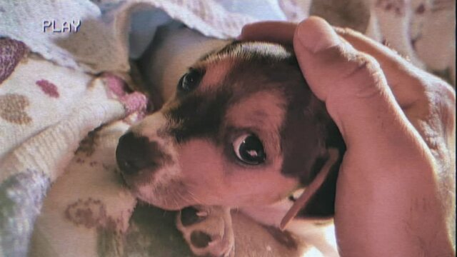 Fake VHS capture: a cute puppy (Jack Russell breed) on the couch, the hand of a man caressing it. Handheld closeup shot.
