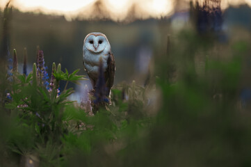 The barn owl (These albums) in a meadow at sunrise. Sitting on a stick in the grass among the blue flowers. Spring atmosphere, golden sunlight.