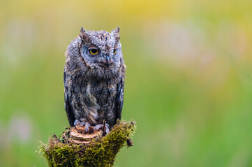 A very rare Eurasian Scops Owl (Otus scops) sitting on a tree trunk in a flowering meadow. Beautiful green bokeh, shallow depth of field.