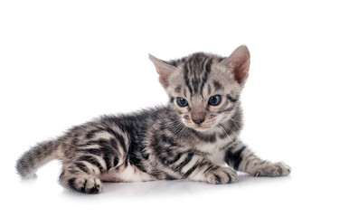bengal kitten in studio