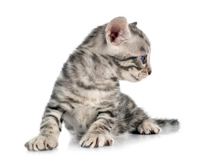 bengal kitten in studio